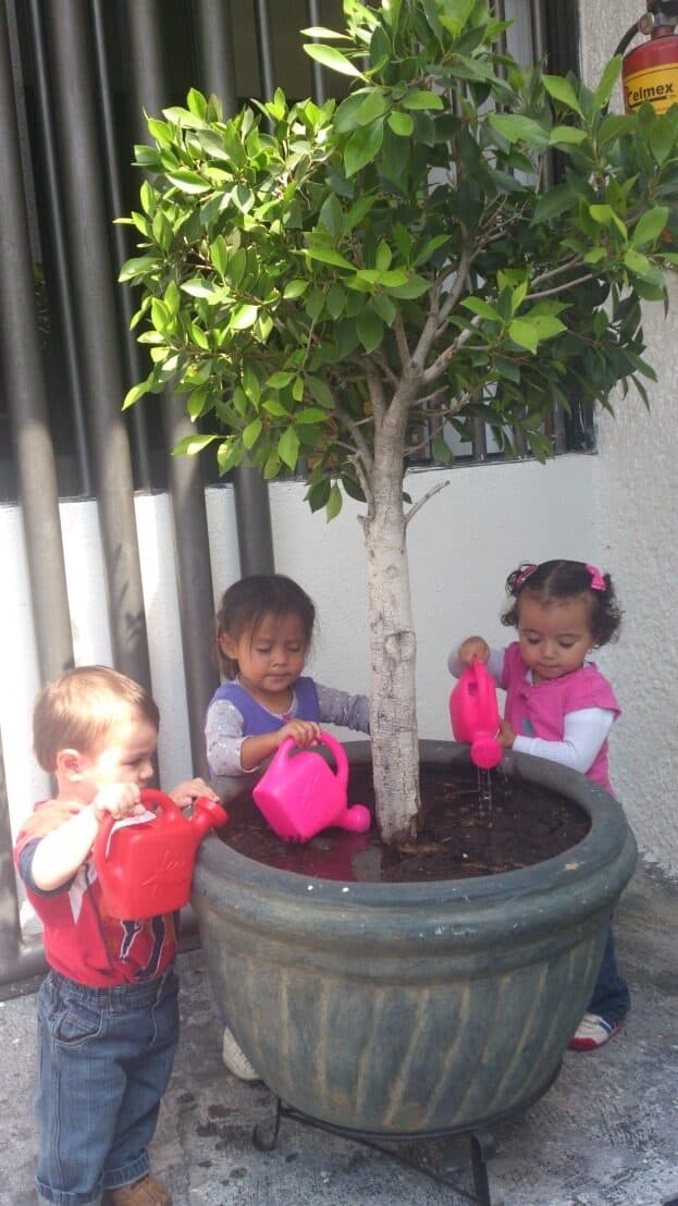 Tres niños pequeños riegan con regaderas un árbol sembrado en una maceta grande del patio