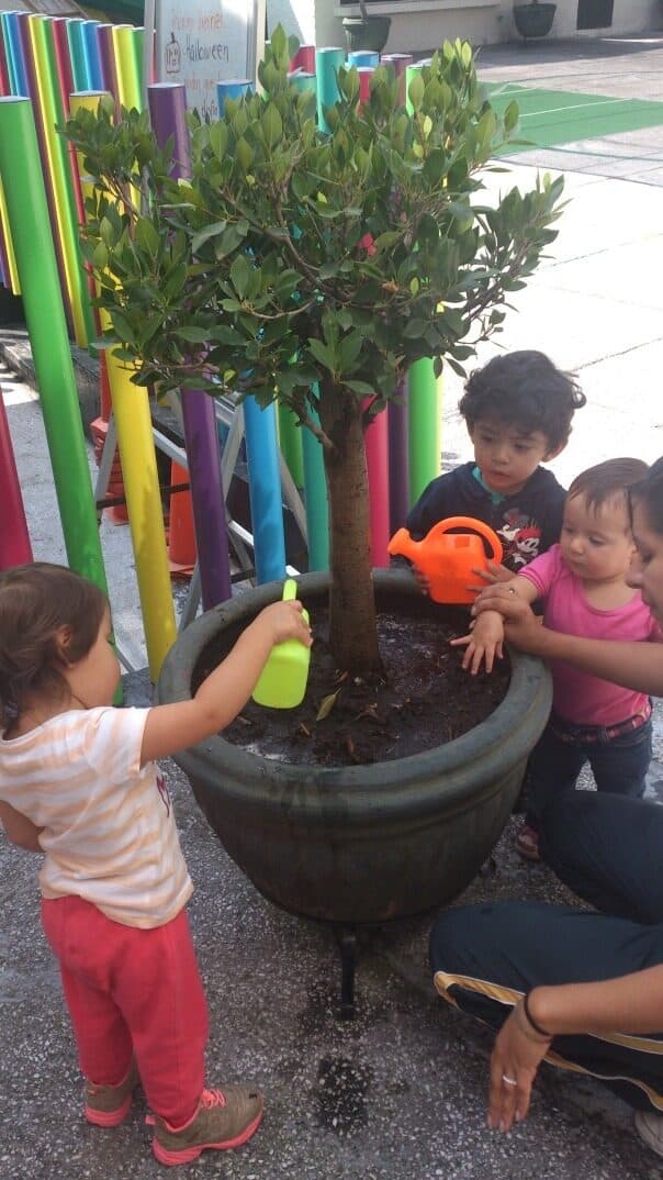 Niña pequeña riega con una regadera verde el árbol del patio mientras sus compañeros esperan turno